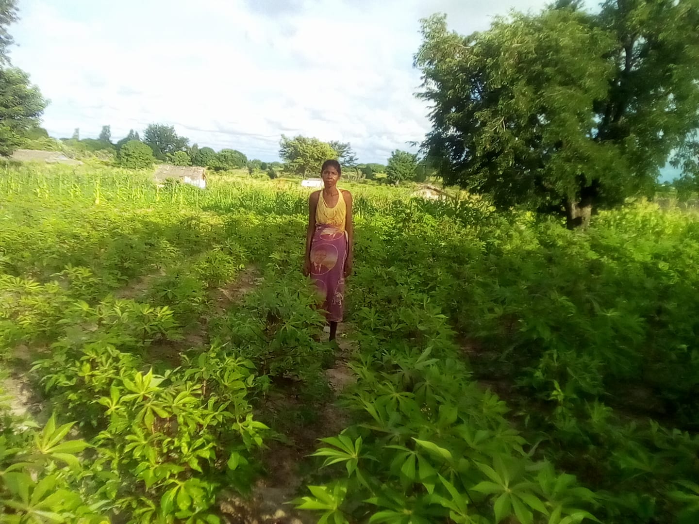 culture de manioc et d'arachides