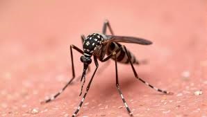  La Mpox est contagieuse alors que la dengue et le chikungunya se transmettent uniquement par les moustiques