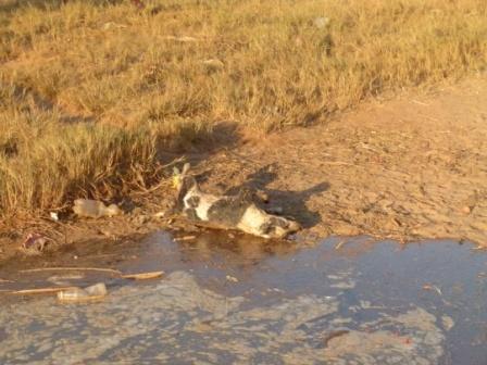 La marée charrie toutes sortes de déchets, parfois des cadavres d'animaux en décomposition