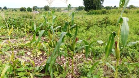 Les habitants cultivent des concombres, de l'arachide, du maïs, ... pendant la saison des pluies